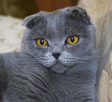 Yakın çekim Güzellik Portresi İskoç huysuz kedi doğurmak izole, küçük kulaklara kat ve kafa, kamera seyir yuvarlak 