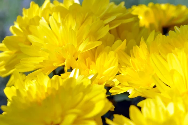 Beauté fleurs jaunes — Photo