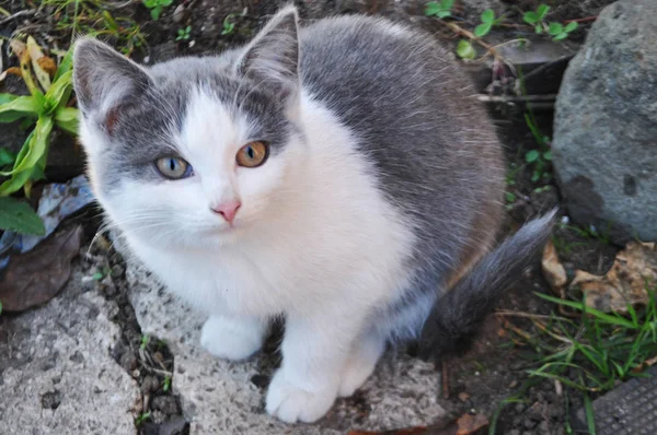 Bellezza gatto grigio seduto all'aperto — Foto Stock