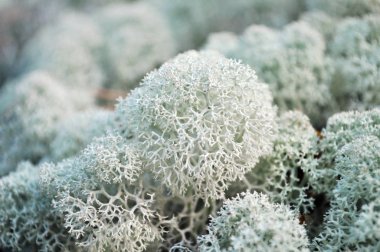 güzellik Halı yosun beyaz.