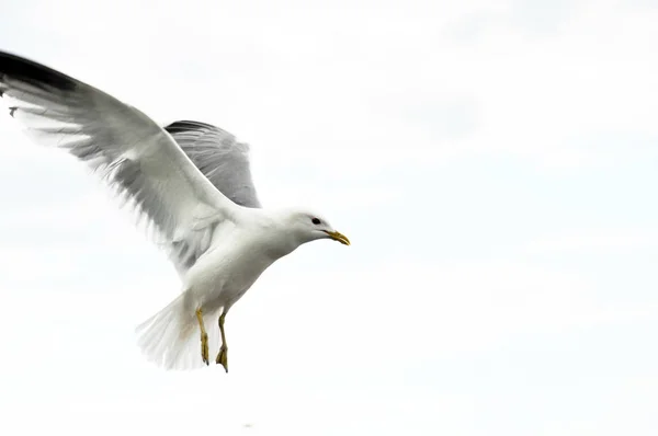 Летающая чайка на белом фоне — стоковое фото