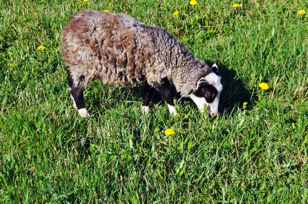 Big curly sheep walk around the field — Stock Photo, Image