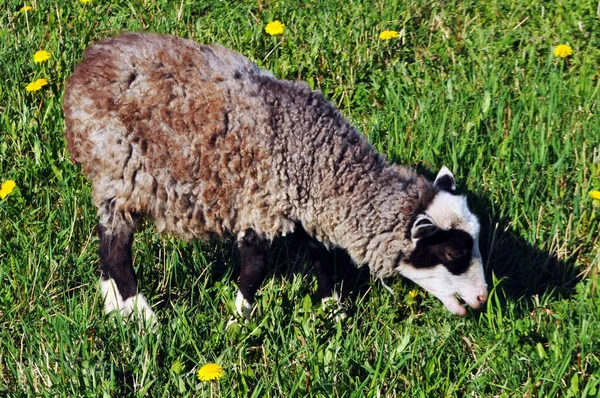 Big curly sheep walk around the field — Stock Photo, Image