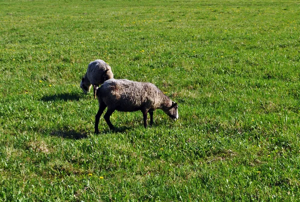 Duas ovelhas encaracoladas grandes caminham ao redor do campo — Fotografia de Stock