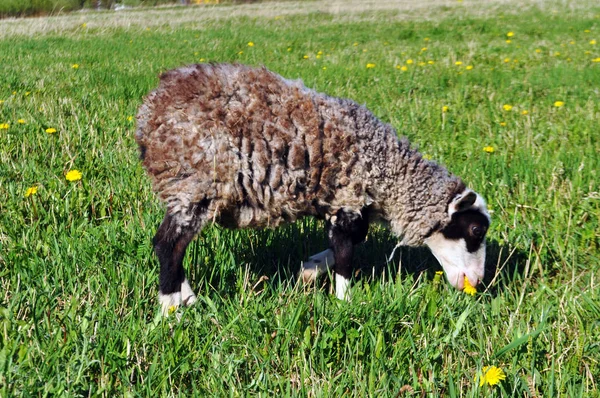 Велика кучерява вівця ходить по полю — стокове фото