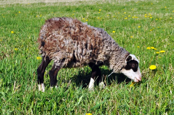 Big curly sheep walk around the field — Stock Photo, Image