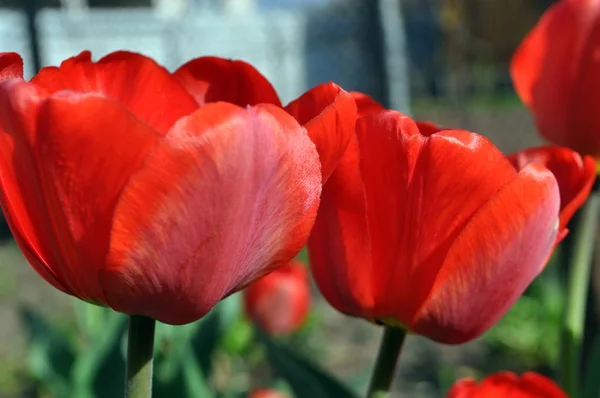 A tulipa vermelha florescente na primavera. — Fotografia de Stock