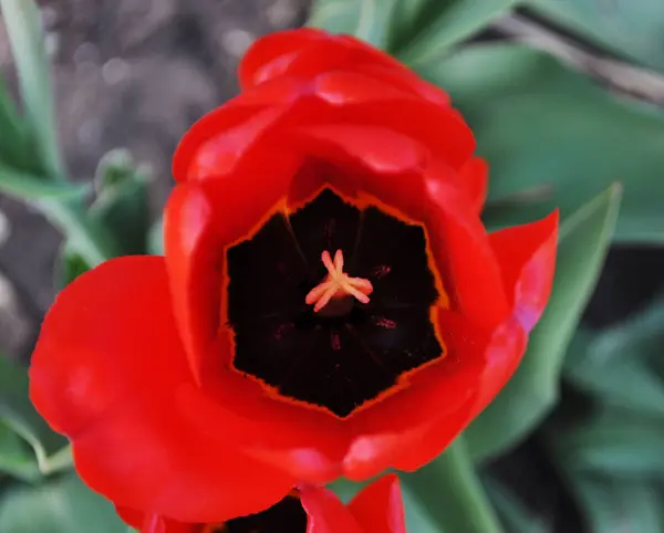 Die blühende rote Tulpe im Frühling. — Stockfoto