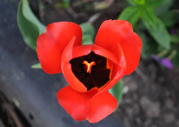 De bloeiende rode tulp in het voorjaar. — Stockfoto