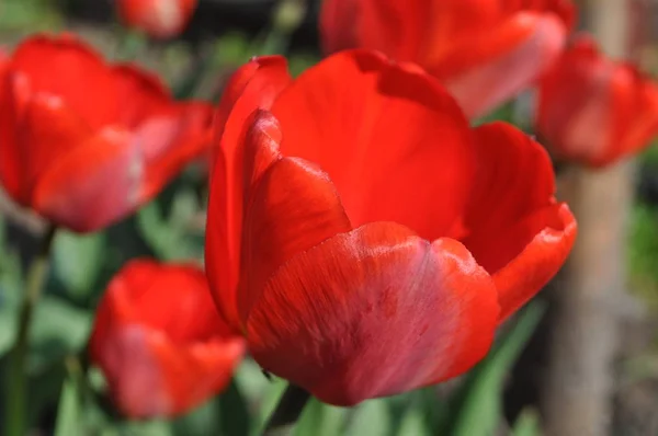 Szépség Virágzó Vörös Tulipán Tavasszal — Stock Fotó