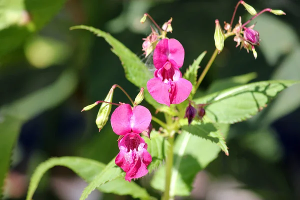 Beautiful pink flower wild Arkadii — Stock Photo, Image