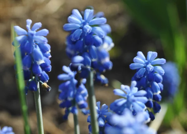 Spring beauty blue flowers — Stock Photo, Image