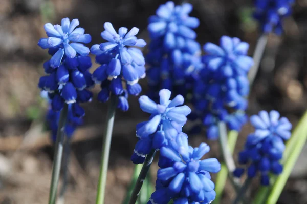 Blue beauty Muscari Spring Flowers — Stock Photo, Image
