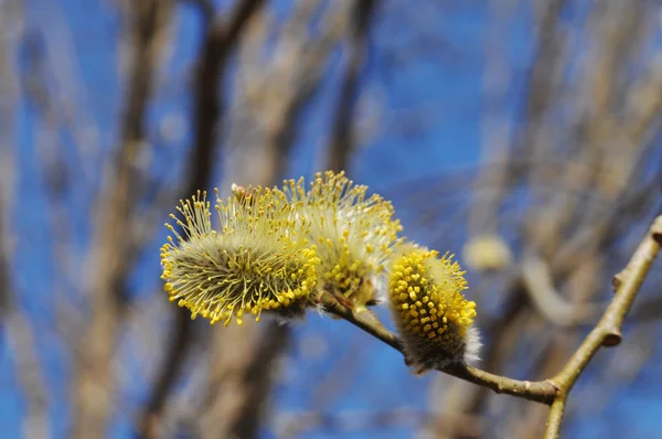 Kabarık sarı tomurcuklu söğüt dalları — Stok fotoğraf