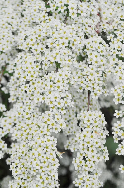 Unglaublich üppig blühender Strauch der weißen Spiraea. — Stockfoto