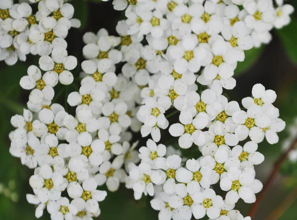 Otroligt frodig blommande buske av vit Spiraea. — Stockfoto