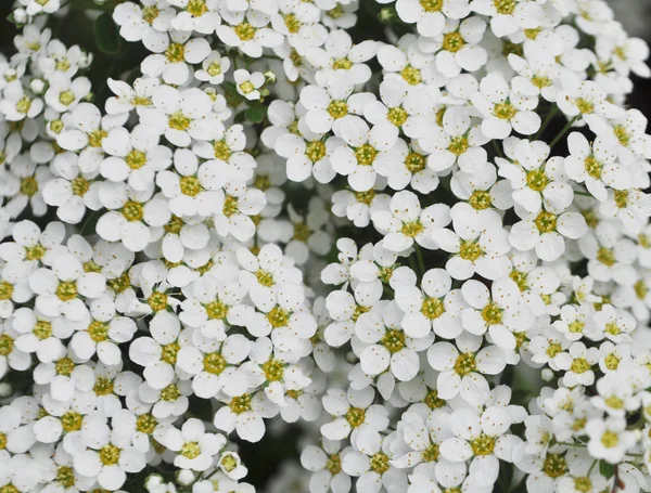 Unglaublich üppig blühender Strauch der weißen Spiraea. — Stockfoto