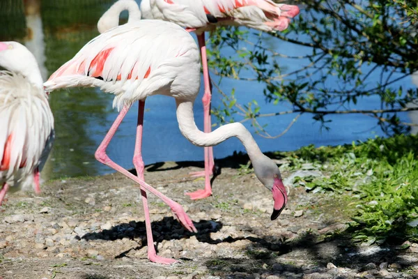 Rosa Flamingo Makro, im Freien — Stockfoto