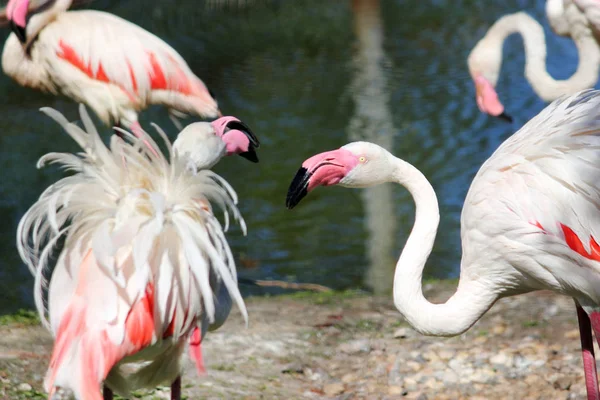 Rosa Flamingo Makro, im Freien — Stockfoto