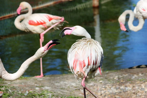 Rosa Flamingo Makro, im Freien — Stockfoto