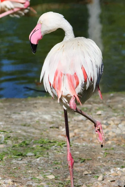 Rosa Flamingo Makro, auf einem Bein stehend — Stockfoto