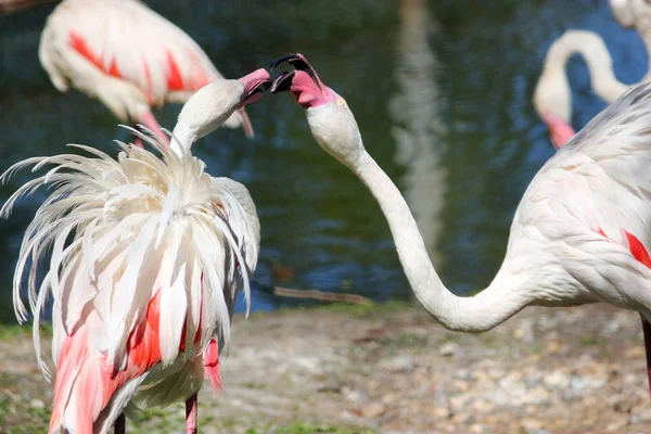 Rosa Flamingo Makro, küssen — Stockfoto