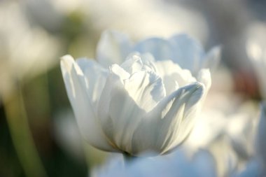 Güzellik baharda açan beyaz laleler, makro
