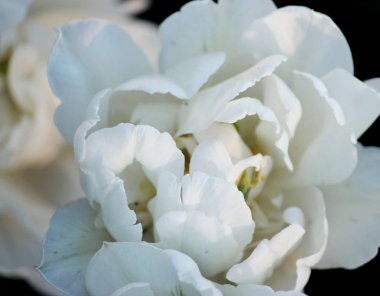 Güzellik baharda açan beyaz laleler, makro