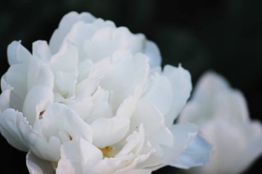 Güzellik baharda açan beyaz laleler.