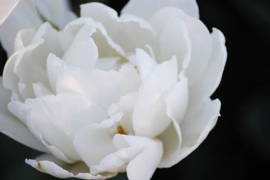 Güzellik baharda açan beyaz laleler, makro