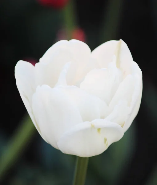 Schoonheid de bloeiende witte tulp in het voorjaar. — Stockfoto
