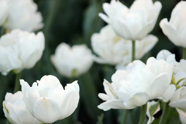 Schönheit der blühenden weißen Tulpe im Frühling. — Stockfoto