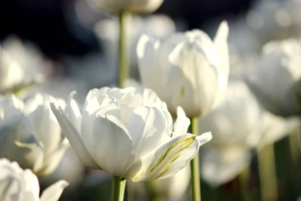 Belleza los tulipanes blancos florecientes en la primavera, macro —  Fotos de Stock