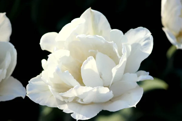 Beleza as tulipas brancas florescentes na primavera, macro — Fotografia de Stock