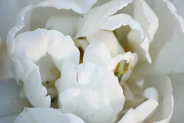 Schoonheid de bloeiende witte tulpen in het voorjaar, macro — Stockfoto