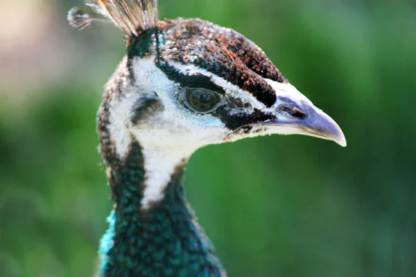 Closeup view of the head of a peacock, or peafowl, detailing the — Stock Photo, Image