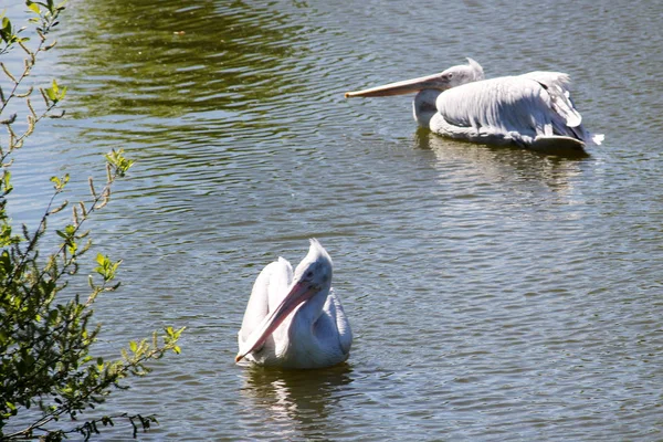 Zwei weiße Pelikane auf dem Wasser — Stockfoto