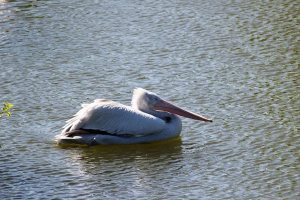 Zwei weiße Pelikane auf dem Wasser — Stockfoto