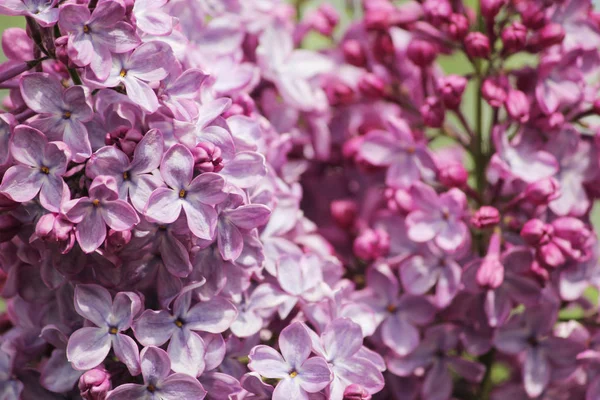 Belleza o grandes flores lila — Foto de Stock