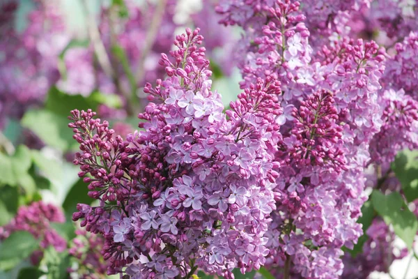 Beauty the blooming vinous lilac in the spring — Stock Photo, Image