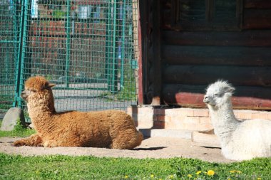 iki büyük alpaka yeşil çim üzerinde yalan