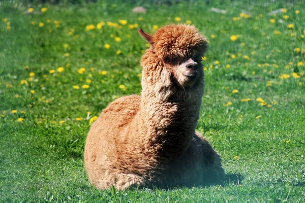 Broun alpacas jazem na grama verde — Fotografia de Stock