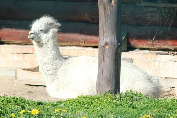 Alpacas lie on the green grass — Stock Photo, Image