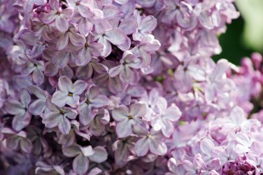 Güzellik baharda çiçek açan vinous leylak