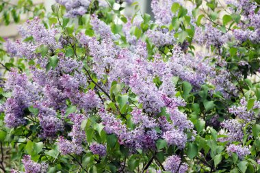Güzellik baharda çiçek açan vinous leylak