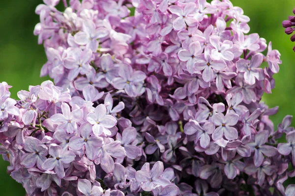 Schönheit der blühende weinig Flieder im Frühling — Stockfoto