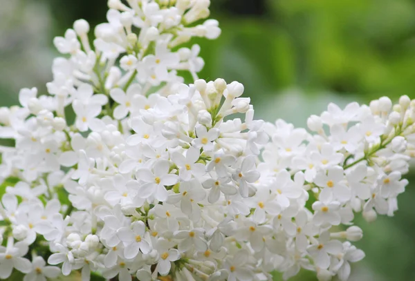 Skönhet den blommande vita lila på våren — Stockfoto