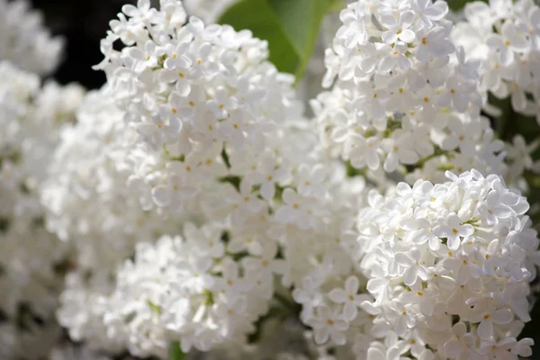 Skönhet den blommande vita lila på våren — Stockfoto