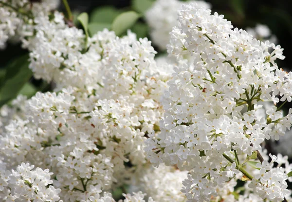 Skönhet den blommande vita lila på våren — Stockfoto