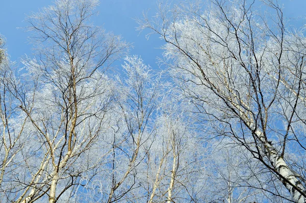 Beech forest in the fog and frost in winter — Stock Photo, Image